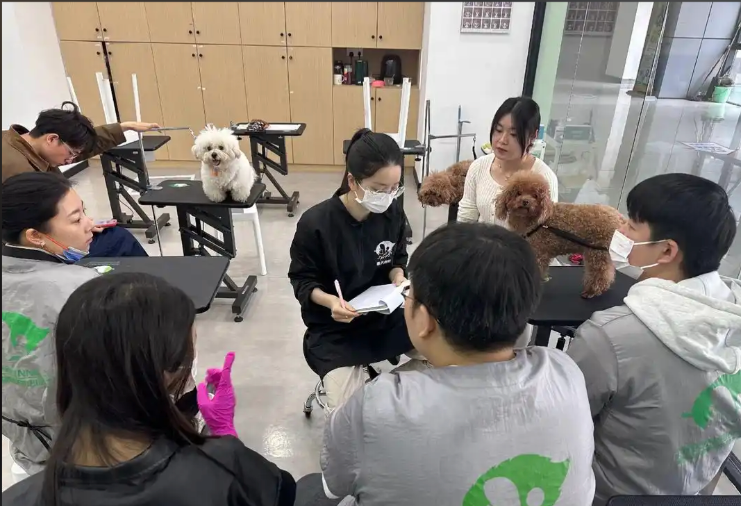 三门峡市宠物剪毛宠物美容培训学校 - 推荐